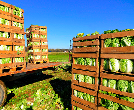 Agriculture, Agri-Nutrition & Farming
